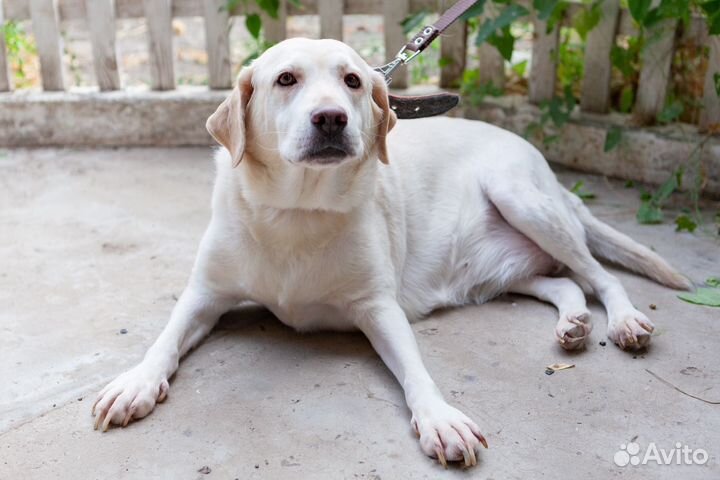 Лабрадор в добрые руки
