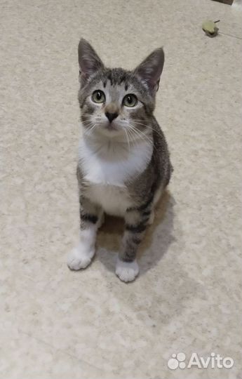 В добрые руки