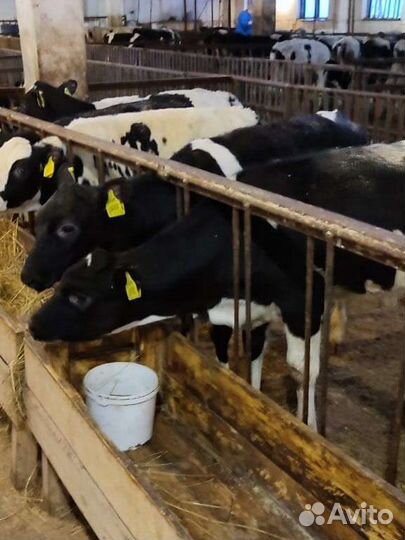 Бычки телята