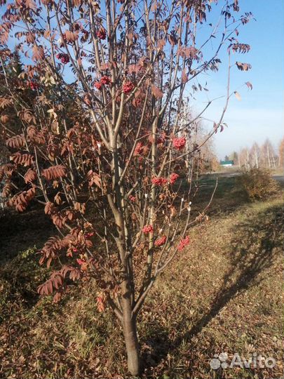 Рябина Сладкая Невежинская, саженцы