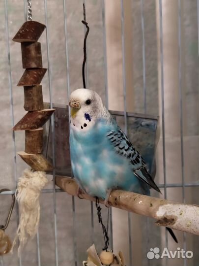 Волнистый попугай