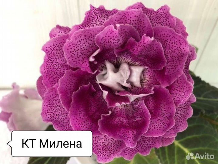 Глоксиния махровая сортовая(срез листа,укор.лист)