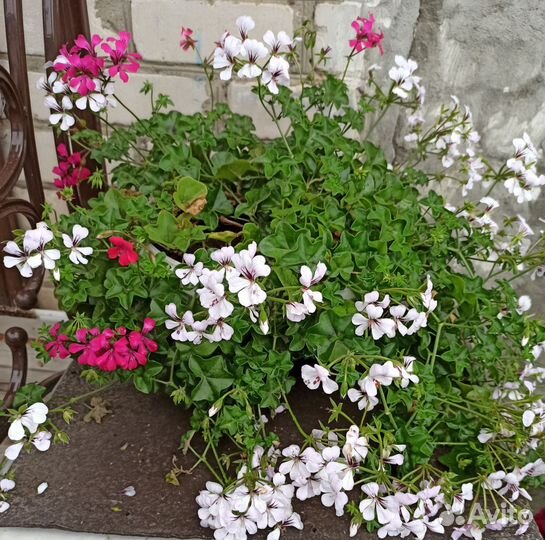 Плющелистная пеларгония