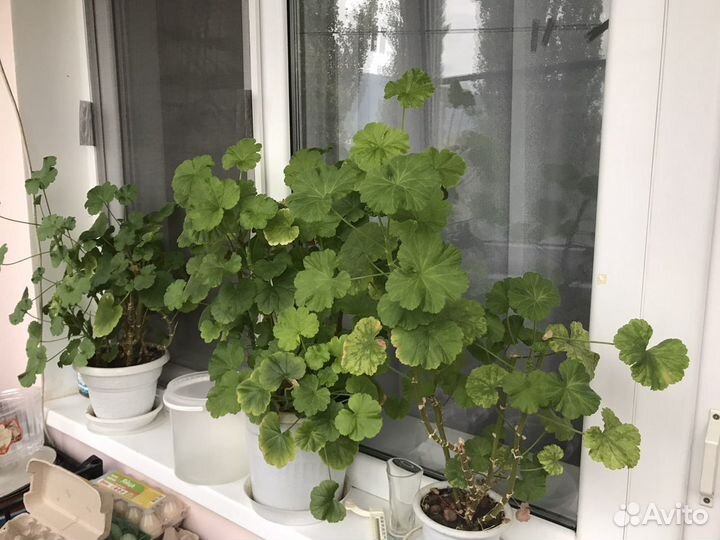 Комнатные растения цветы