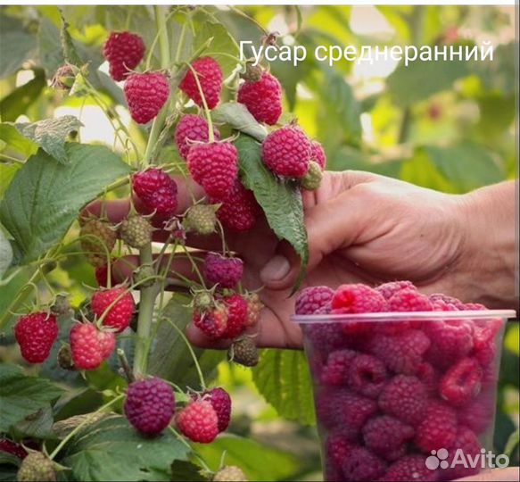 Саженцы малины