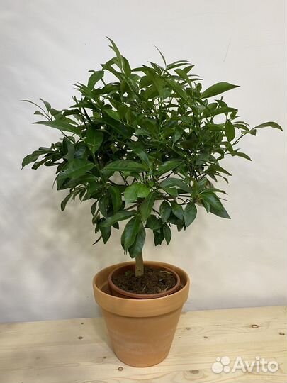 Лимонное дерево привитое