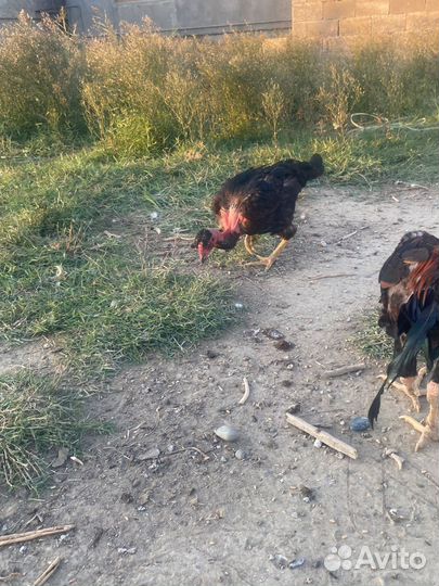 Бойцовая птица