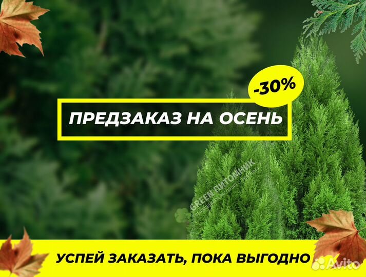 Туя в ассортименте:Смарагд,Брабант,Колумна