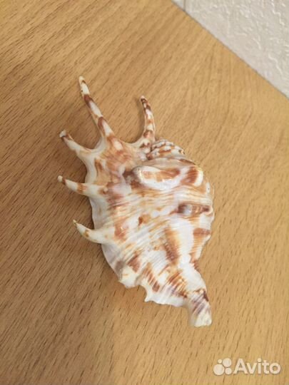 Морская ракушка