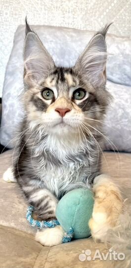 Котята мейн-кун