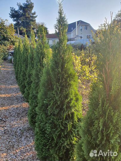 Туя Смарагд