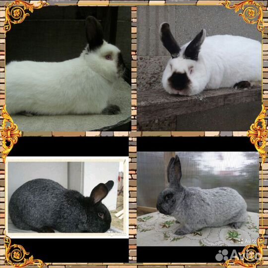 Породистые кролики