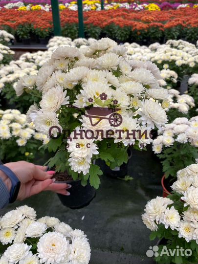 Хризантема многолетняя для озеленения клумб