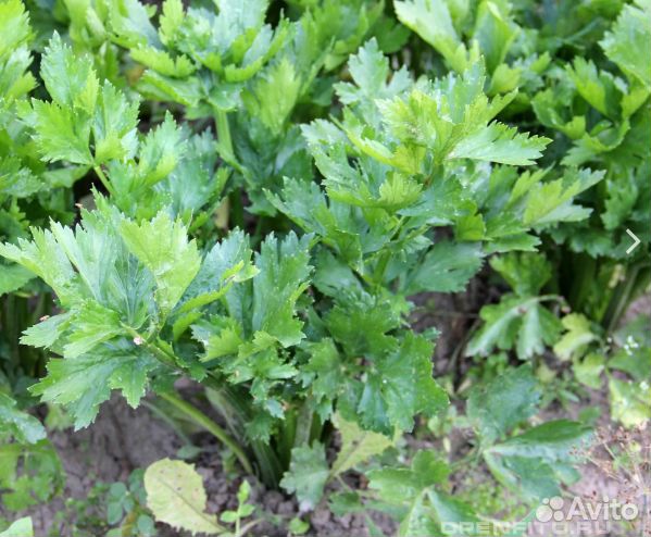 Рассада Любистока, Сельдерея листового.Многолетник