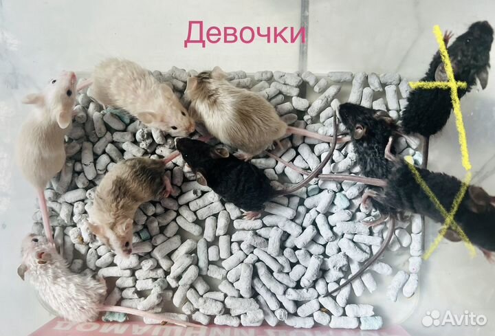 Мышь тексель, сатиновая, декоративная