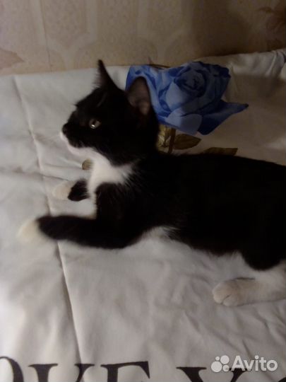 Котенок 2.5 мес девочка