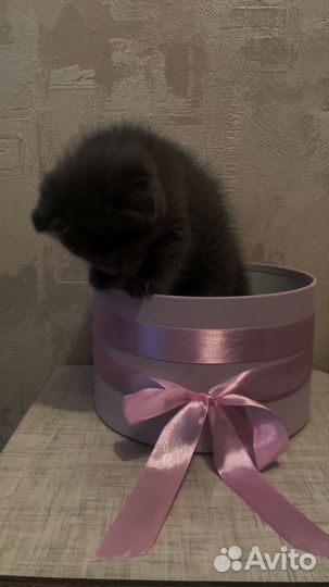 Шотландская вислоухая девочка