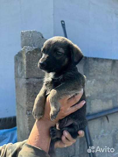 Мальчик 2,5 месяца