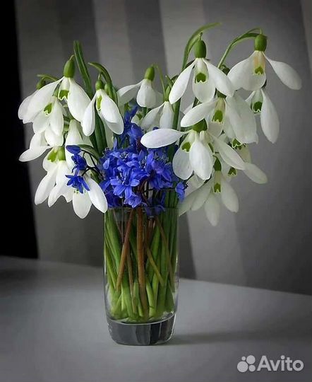 Подснежники