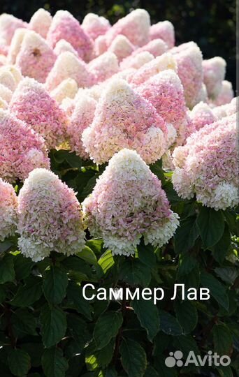 Гортензия метельчатая