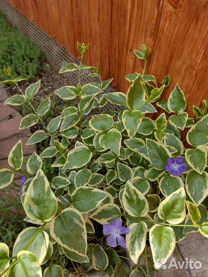 Барвинок пестролистный