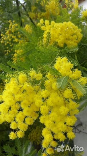 Мимоза из Абхазии