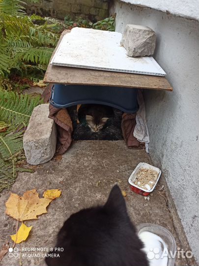 Кошка и котята