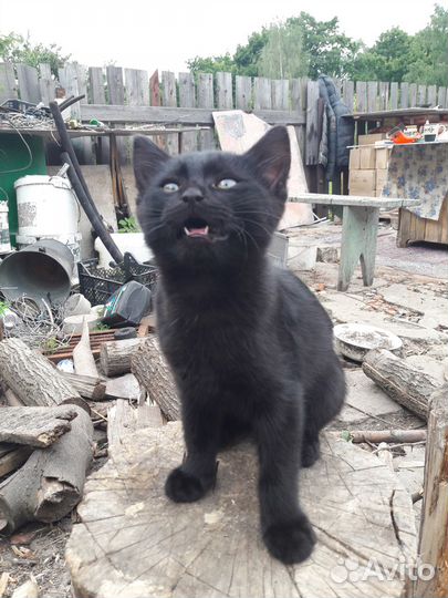 Котята