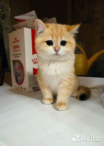 Фан-Фан золотой котенок объявление продам