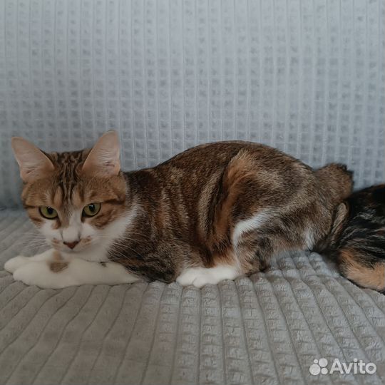 Курильский бобтейл