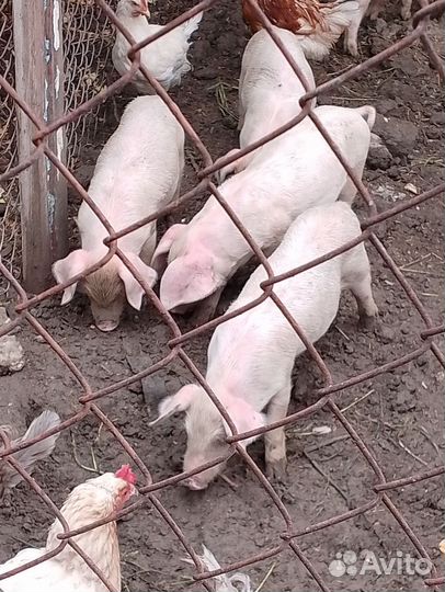 Поросята