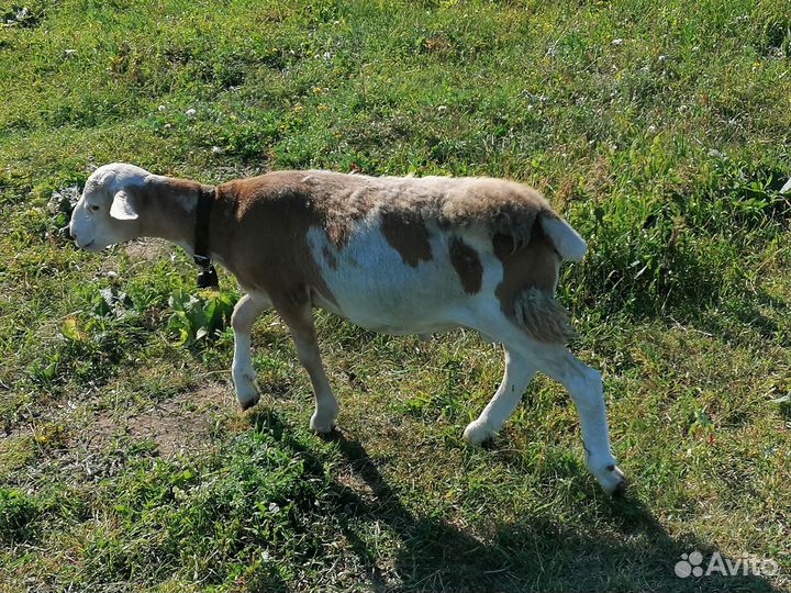 Катумские баранчики