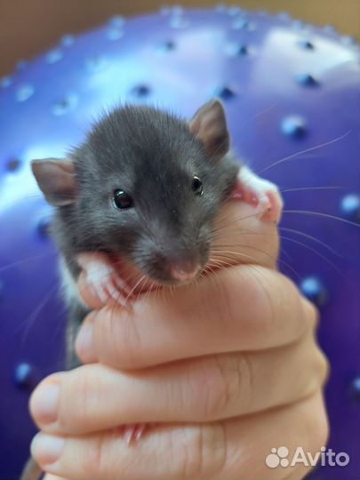 Крыса джамбо