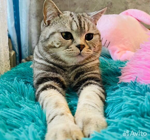Британский котик ищет девочек для вязки