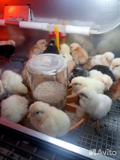 Цыплята несушки