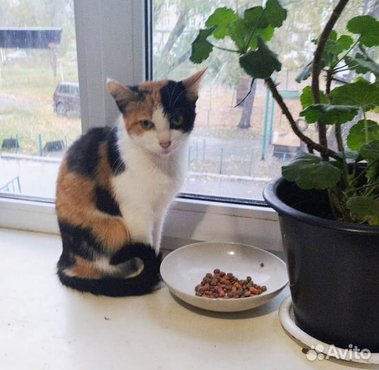Кошка в добрые руки