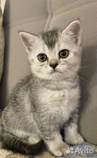 Шотландская кошечка