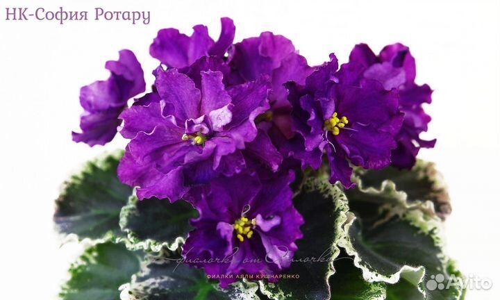 Детки сортовых фиалок. Стандарты