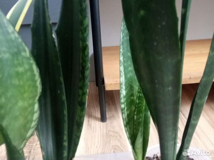 Сансевиерия Чёрные сорта