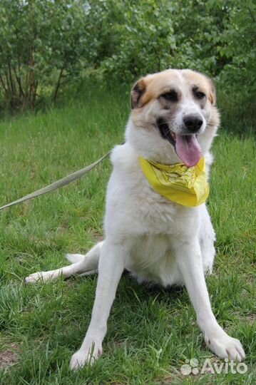 Собака в добрые руки отдам бесплатно