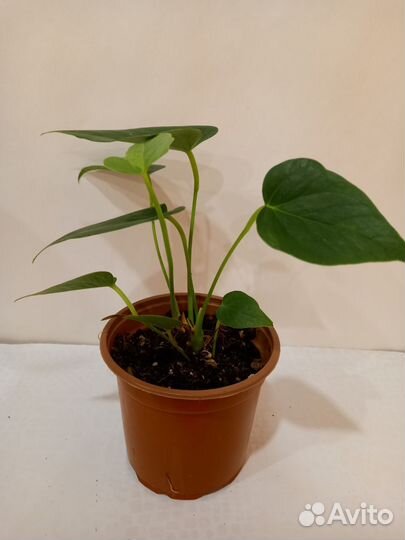 Антуриум оранжевый