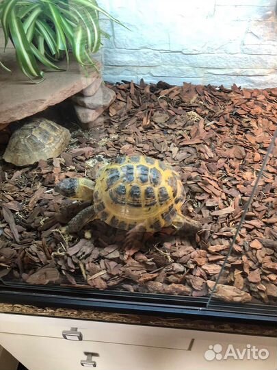 Черепаха сухопутная