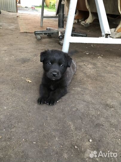 Щенки лабрадора