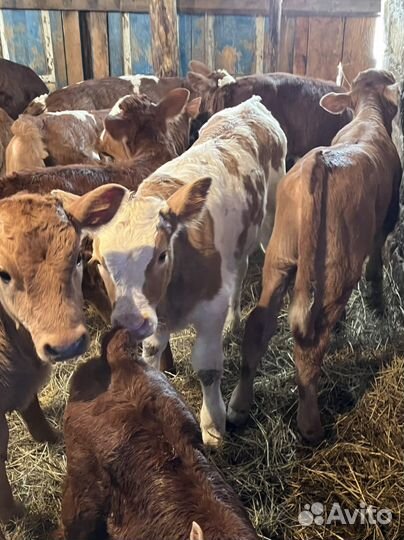 Бычки телочки