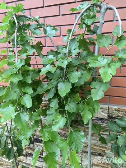 Шелковица на штамбе 180