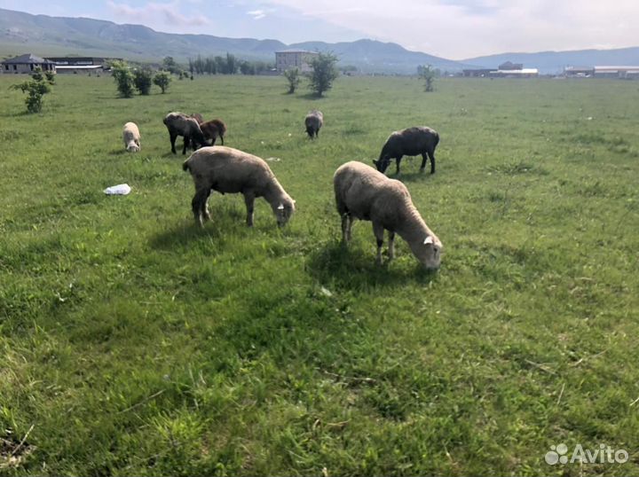 Овцы и бараны