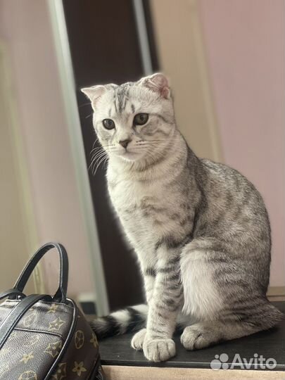 Отдам кота