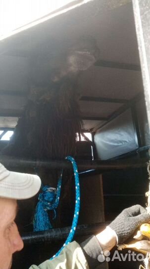 Услуги по перевозки лошадей и крс