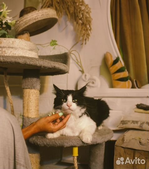 Кот, мальчик