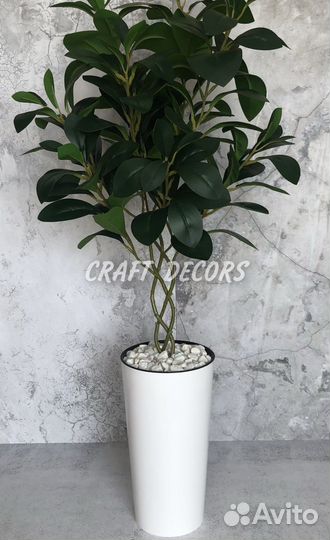 Фикус мокламе
